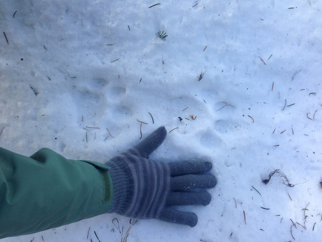 Large cougar tracks along the Olallie Trail
