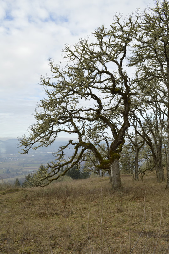 An oak tree and a view from the top of Mount Pisgah