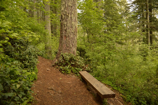 Mary's Peak East Ridge trail bench