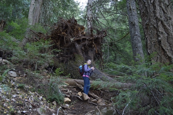 Mary's Peak Tie trail down tree 