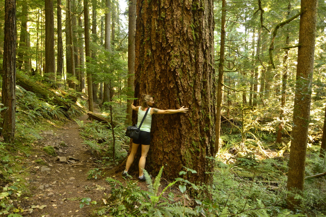 Huge trees along the Brice Creek Trail