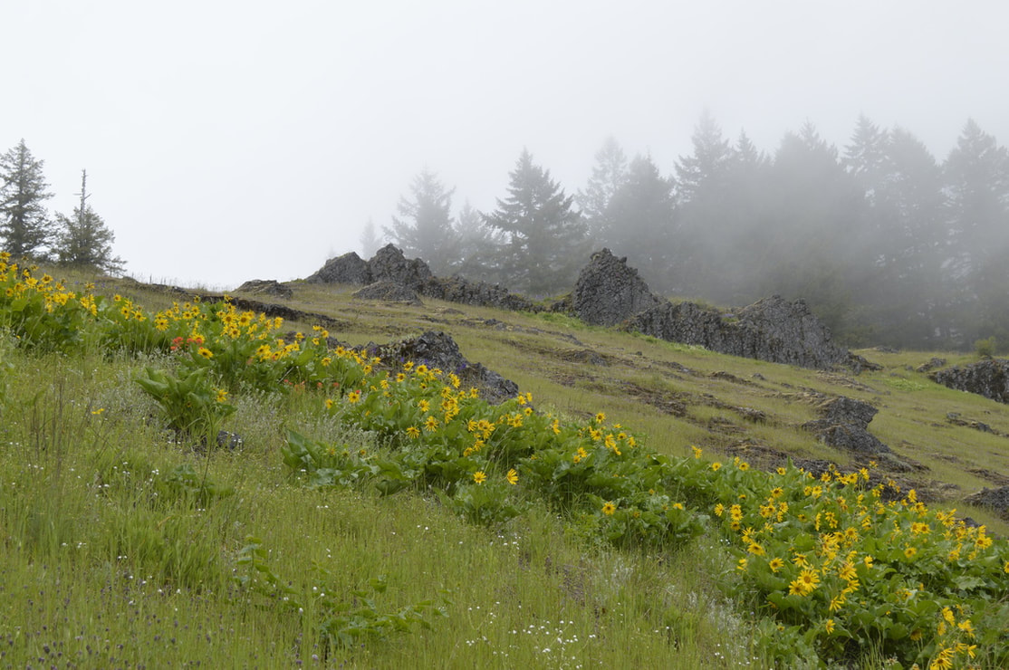 The Last Meadow with flowers along the Tire Mountain trail