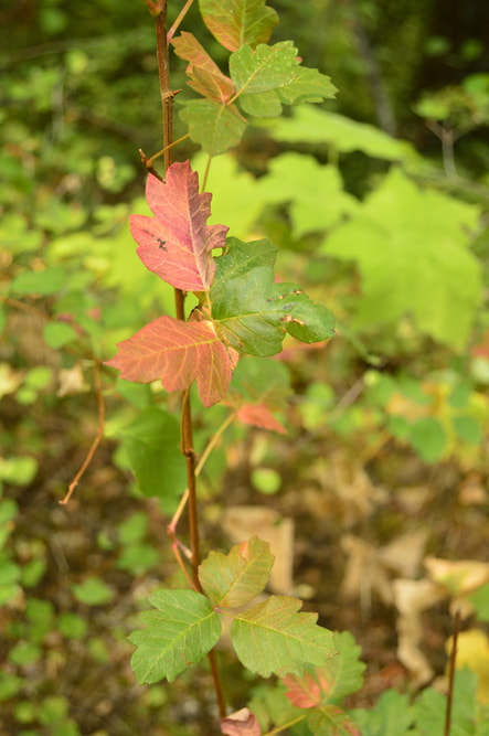 A picture of poison oak along the Dog Mountain trail