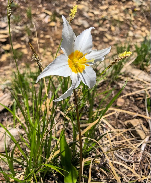 white avalanche lily