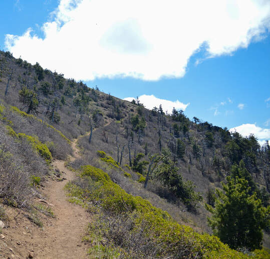 Black Butte Trail