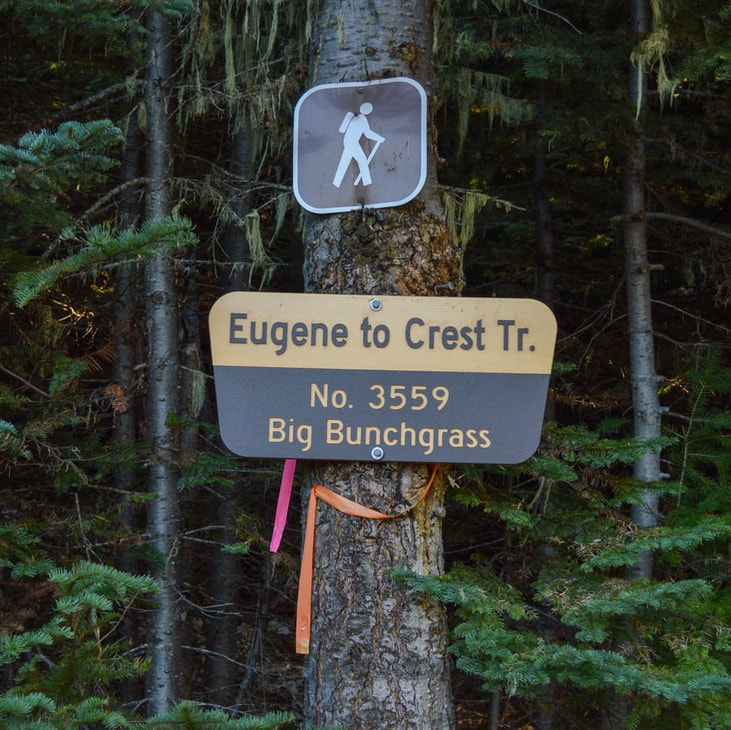 Eugene to Pacific Crest Big Bunchgrass Trail