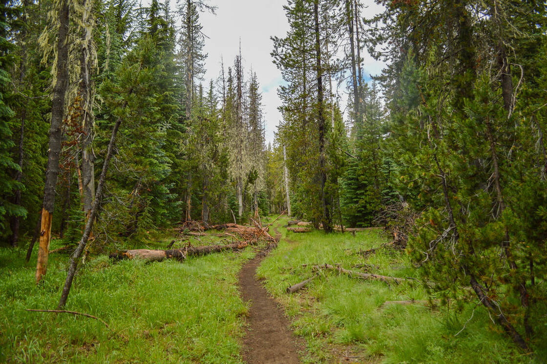 Horse Lake Trail lodgepole pines