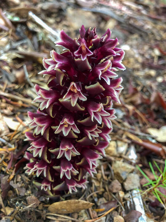 cone flower along the Kerby Peak Trail