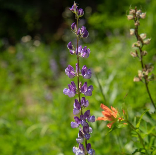Lupine Oregon wildflower