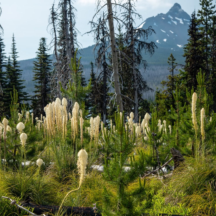 Mount Washington and blooming beargrass
