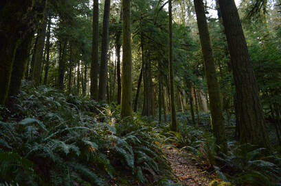 South Willamette Trail top winter hike in Oregon
