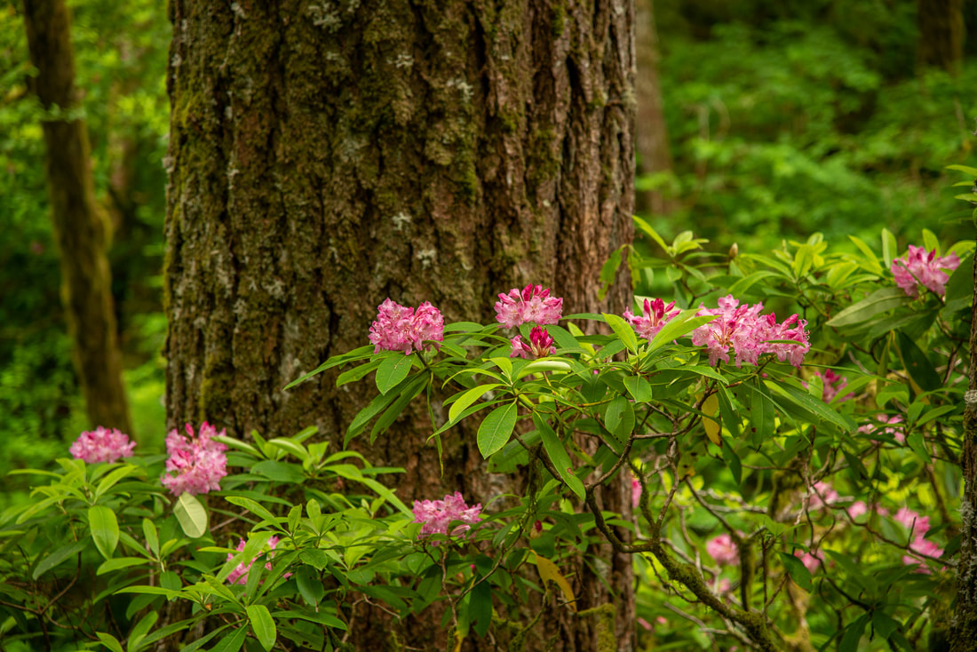 Rhododendrons on Beaver Creek Falls Trail