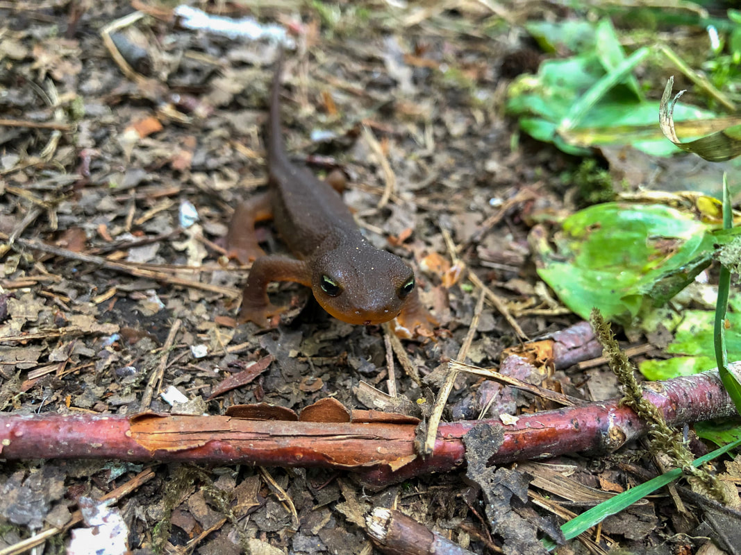 Salamander Oregon