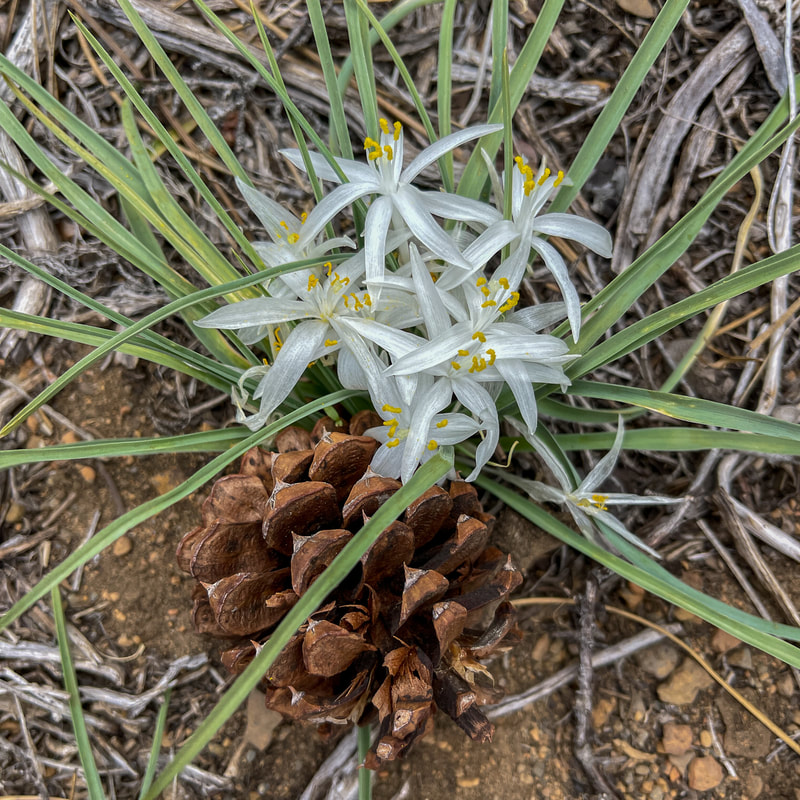 Desert lilies Whychus Creek Trail