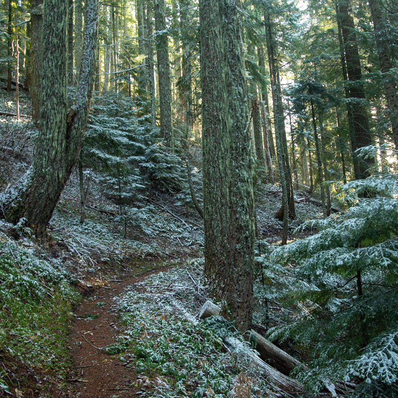 Scar Mountain Trail through the forest