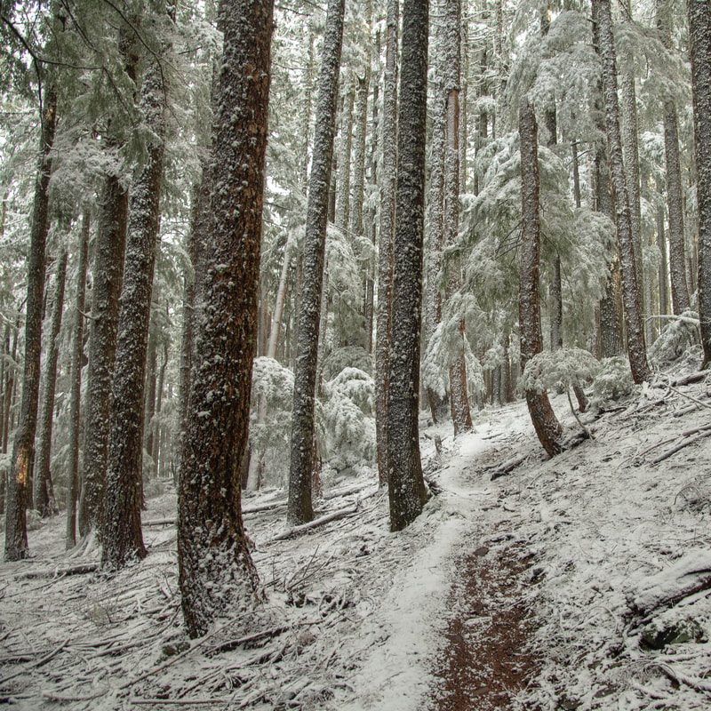 Snowy Marys Peak North Ridge Trail