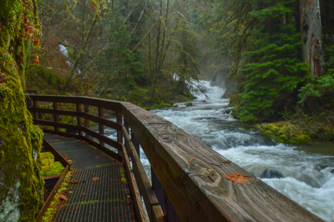 Sweet Creek Trail in the rain