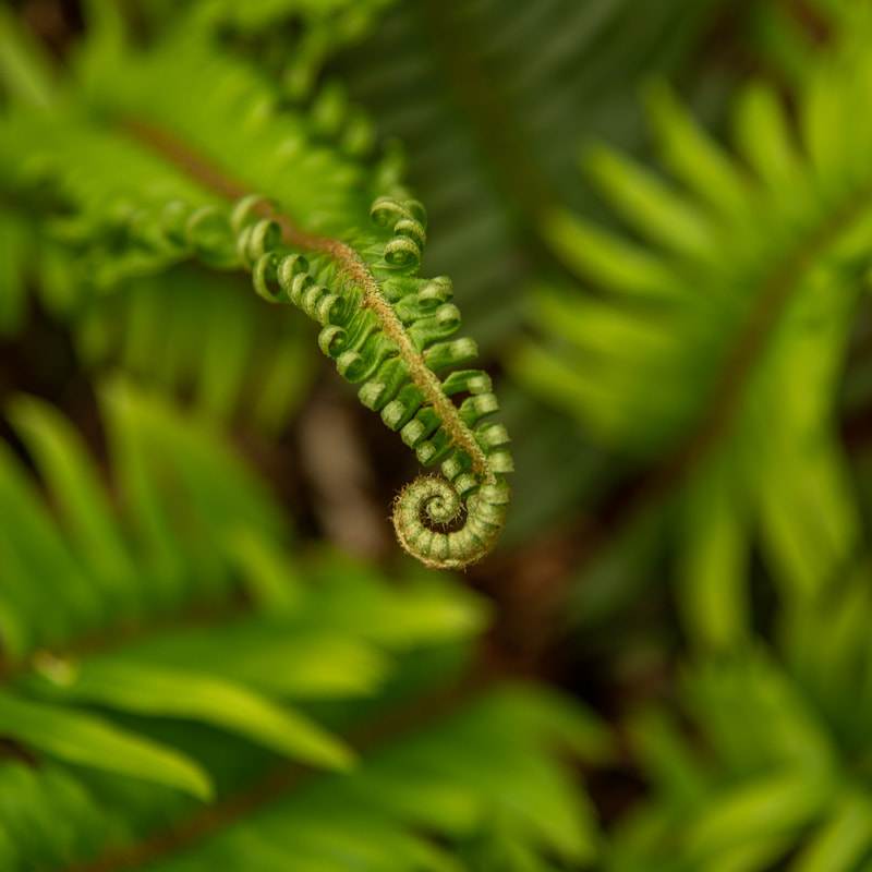 sword fern on the Deception Creek Trail