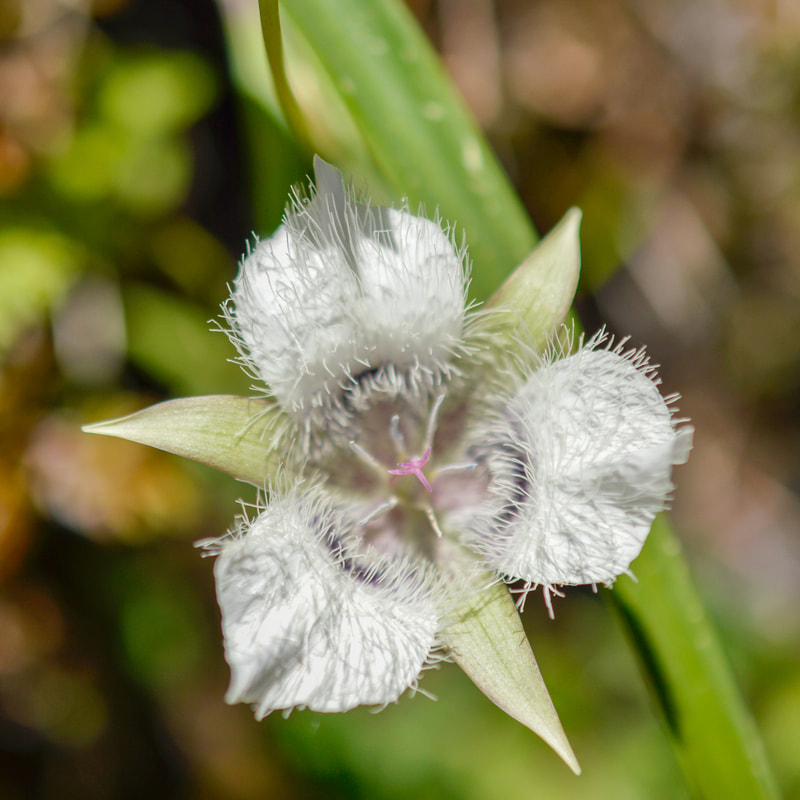 Tolmie's mariposa-lily wildflower at Tire Mountain