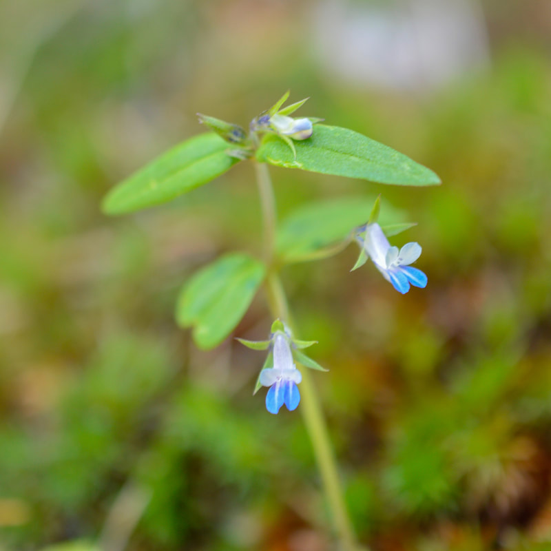 maiden blue-eyed Mary wildflower at Tire Mountain