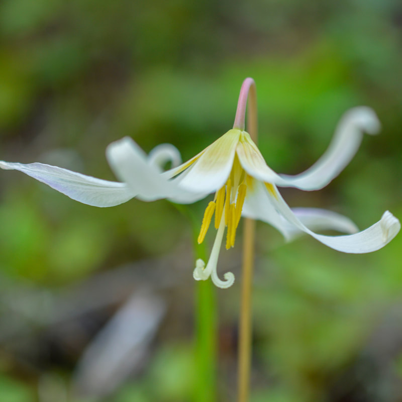fawn lily wildflower at Tire Mountain