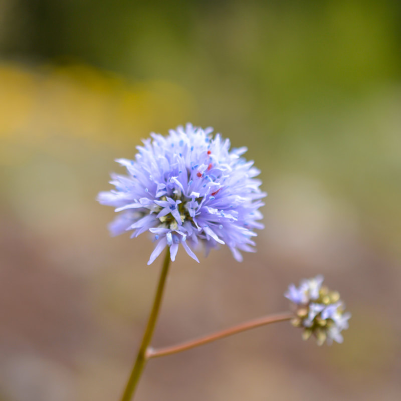 blue head gilia wildflower at Tire Mountain
