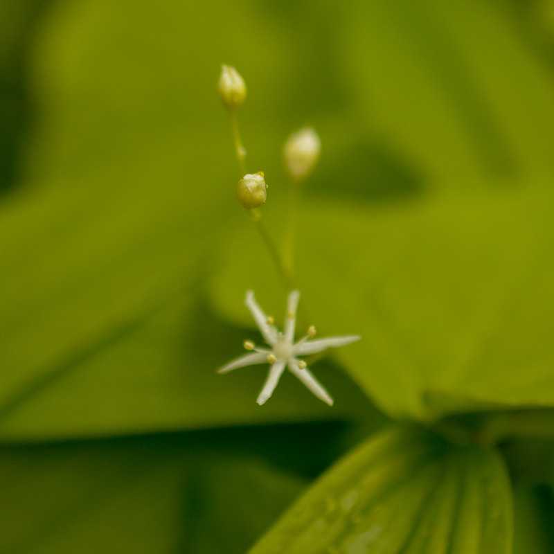 starry Solomon's seal wildflower at Tire Mountain