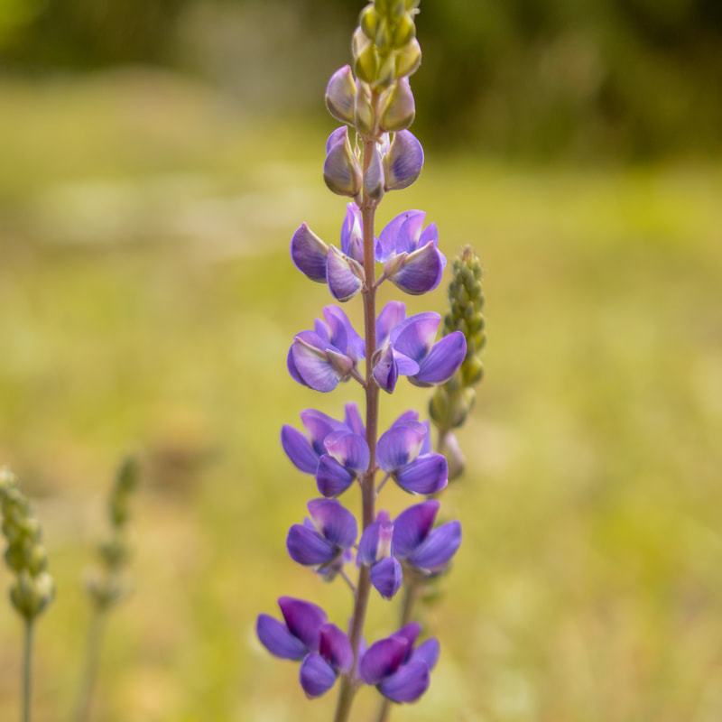 lupine wildflower at Tire Mountain
