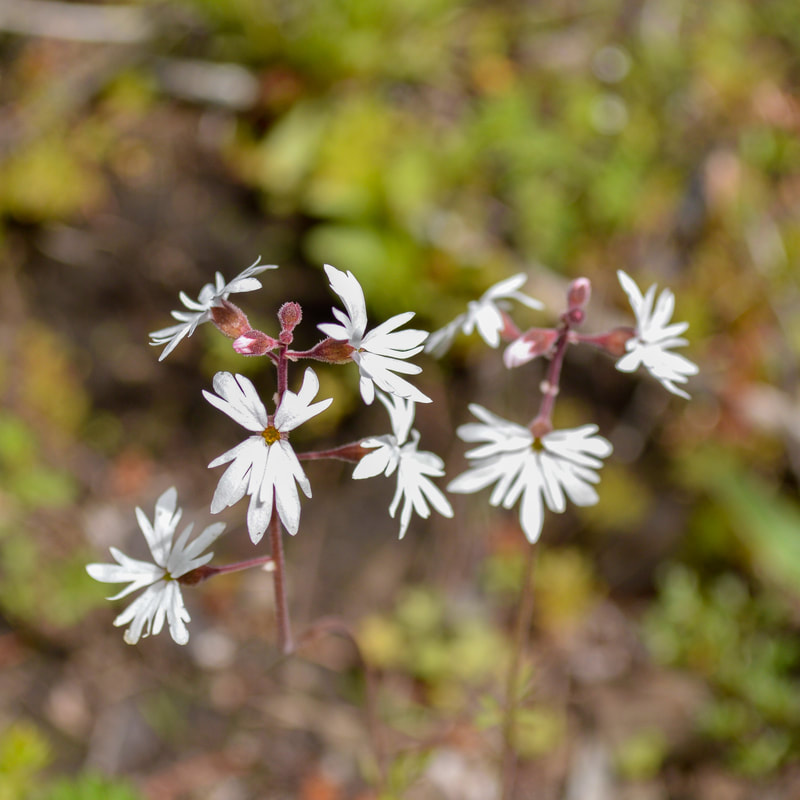woodland star wildflower at Tire Mountain