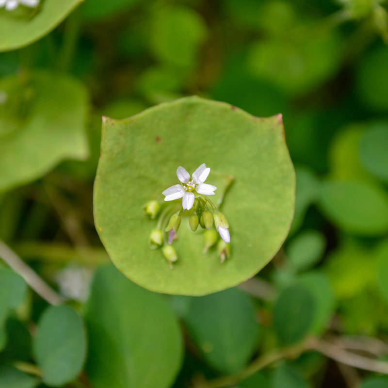blooming miner's lettuce wildflower at Tire Mountain