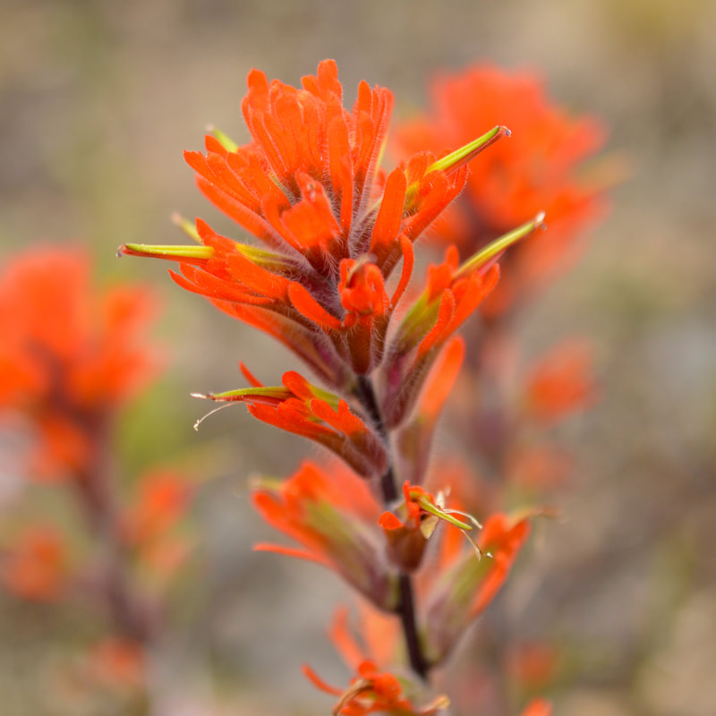 red paintbrush wildflower at Tire Mountain