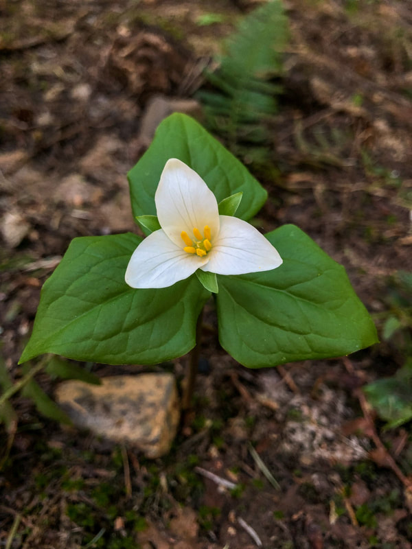 Trillium flower at Marion Lake