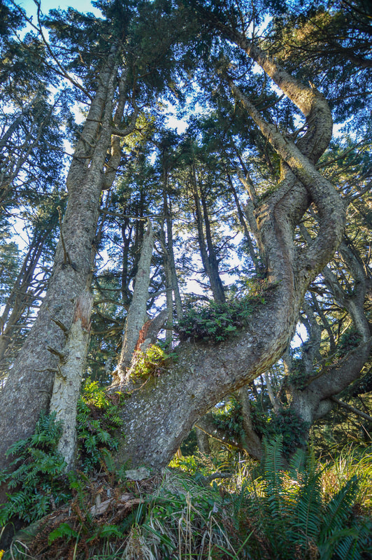 twisted trees Heceta Head Trail