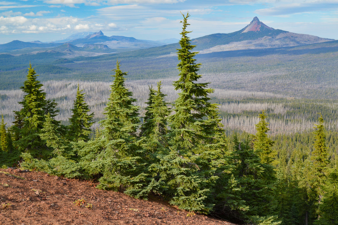 View of Mt. Washington and Three Fingered Jack from Scott Mountain.jpg