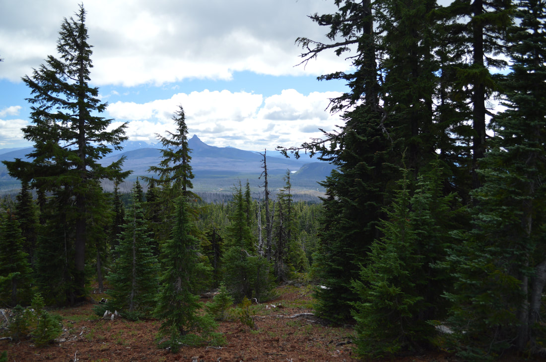 View of Mt. Washington from the Three Fingered Jack Loop