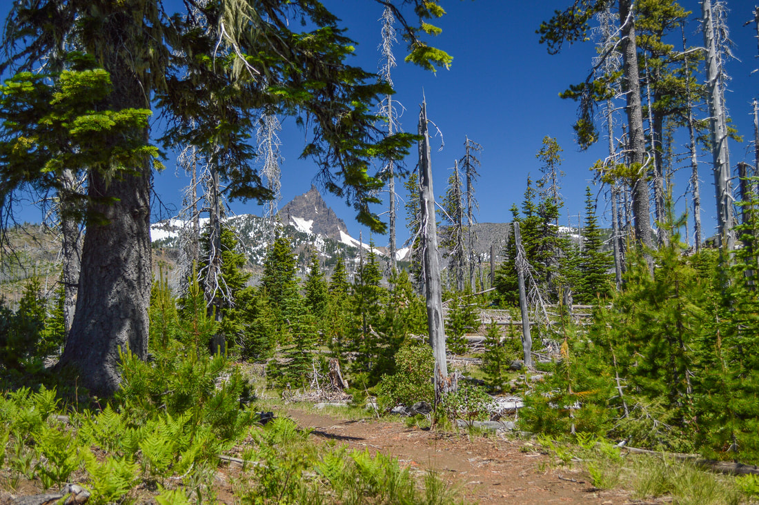 view of Three Fingered Jack from Old Summit Trail