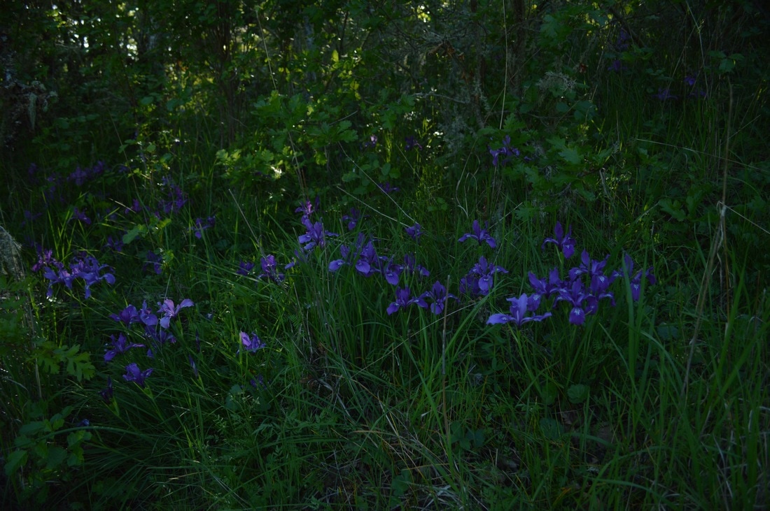 Wild Irises at Mt. Pisgah