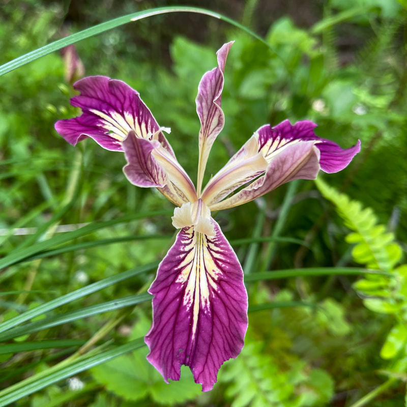 wild irises 2 on the Wild Rogue Loop