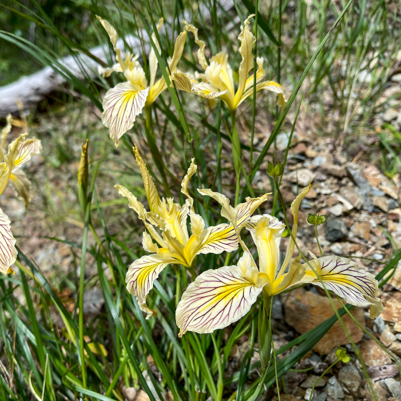 wild irises on the Wild Rogue Loop