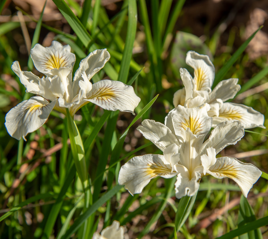 wild white iris