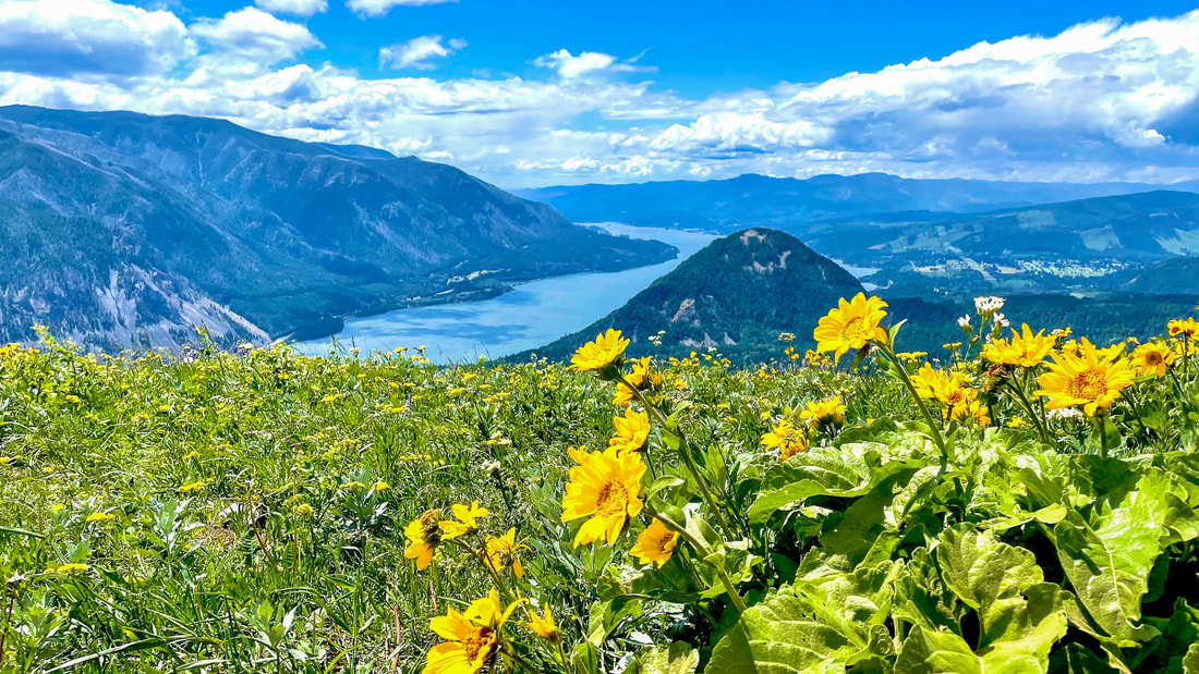 Dog Mountain covered in wildflowers with a view of the Columbia Gorge 