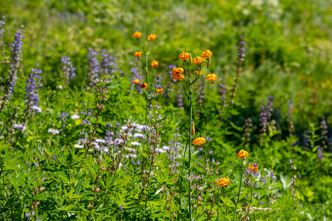 wildflowers along Browder Ridge