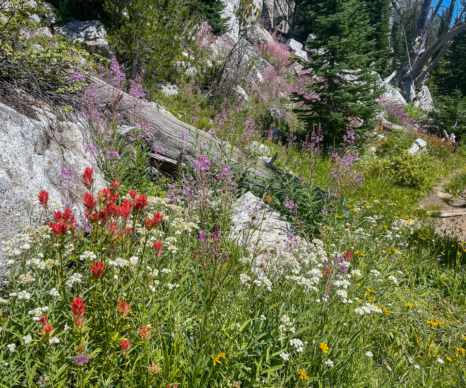 Wildflowers Moccasin Trail Wallowas