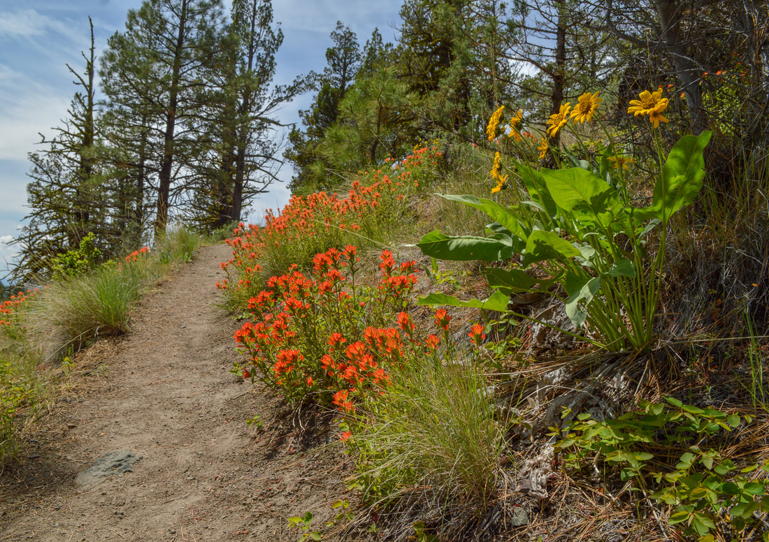 wildflowers Steins Pillar Trail