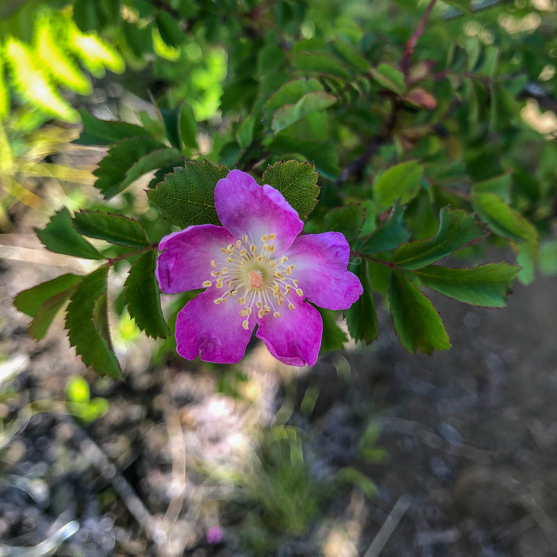 Wood rose Oregon wildflower